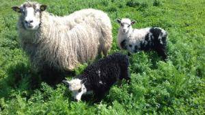Peaux de mouton - Spelsau - 271510_amazing-spelsau-sheepskin
