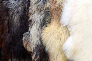 Peaux de mouton - Heidschnucke - 659839_heidschnucke-pretty-sheepskin