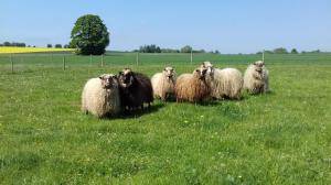 Peaux de mouton - Spelsau - amazing-spelsau-sheepskin