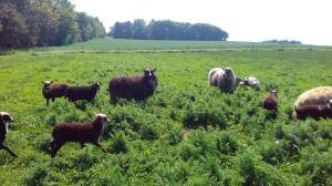 Peaux de mouton - Spelsau - awesome-spelsau-sheepskin