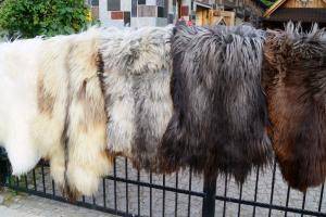 Peaux de mouton - Heidschnucke - beauty-heidschnucke-sheepskin