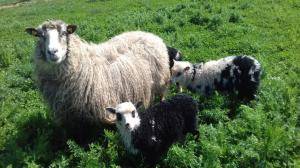 Peaux de mouton - Spelsau - beauty-spelsau-sheepskin