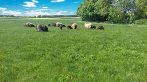 Peaux de mouton - Spelsau - brilliant-spelsau-sheepskin