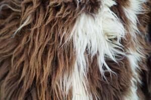 Peaux de mouton - Peaux hollandaises - decorative-carpet-holland-sheepskin-texel