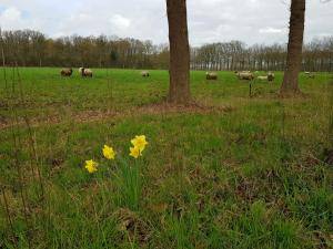 Peaux de mouton - Peaux hollandaises - elegant-holland-sheepskin-texel
