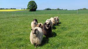 Peaux de mouton - Spelsau - fluffy-spelsau-sheepskin