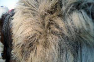 Peaux de mouton - Heidschnucke - glamorous-heidschnucke-sheepskin