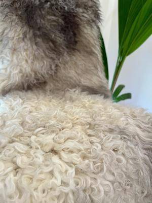 Peaux de mouton - Gotland - gotlandsheepskinlight1