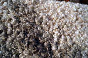 Peaux de mouton - Gotland - grey-curly-sheepskin-gotland