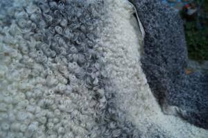 Peaux de mouton - Gotland - grey-sheepskin-gotland-beauty