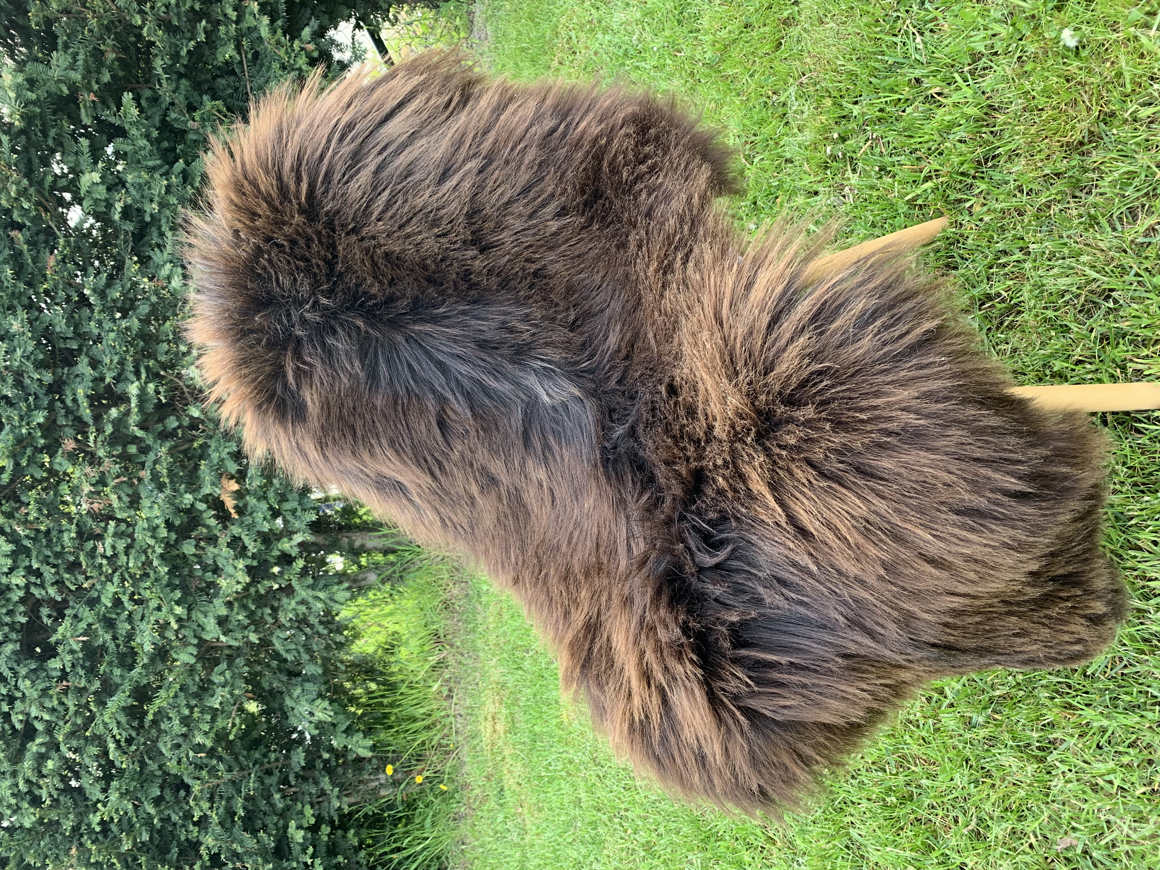 Peaux de mouton - Heidschnucke - heidschnucke-adam-leather-sheepskin