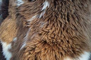 Peaux de mouton - Peaux hollandaises - holland-sheepskin-unique-nice-texel