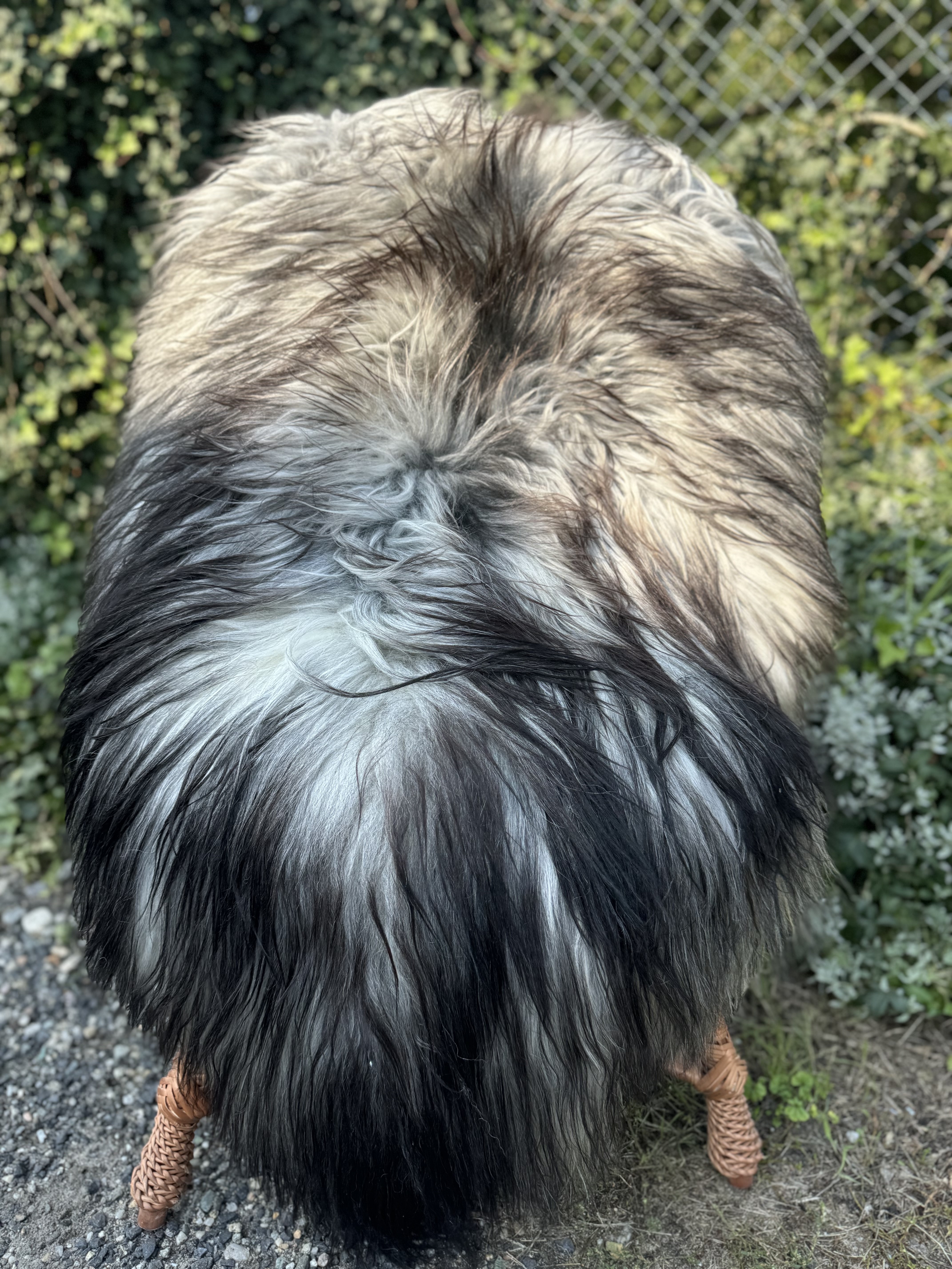 Peaux de mouton - islandais - islandzkie-skry-owcze-icelandic-sheepskins-islndische-schaffelle-ijslandse-schapenvachten-peaux-de-mouton-islandaises-islndska-frskinn-islandsk-ov-ke