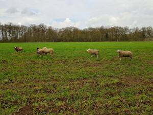Peaux de mouton - Peaux hollandaises - lovely-sheepskin-texel-holland1
