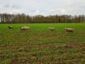 Peaux de mouton - Peaux hollandaises - lovely-sheepskin-texel-holland