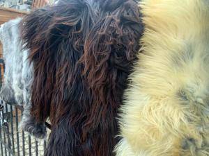 Peaux de mouton -  Peau de mouton naturelle - multicolors-natural-sheepskins-adam-leather