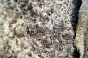 Peaux de mouton - Gotland - natural-fluffy-gotland-sheepskin