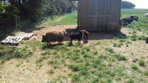 Peaux de mouton - Spelsau - natural-spelsau-sheepskin