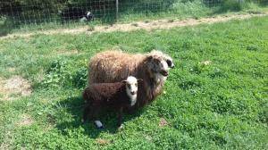 Peaux de mouton - Spelsau - original-spelsau-sheepskin