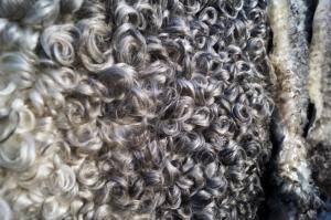 Peaux de mouton - Gotland - original-unique-sheepskin-gotland