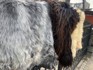 Peaux de mouton -  Peau de mouton naturelle - sheepskins-multicolors-natural-adam-leather