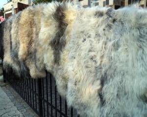 Peaux de mouton -  Peau de mouton naturelle - sheepskins-natural-adam-leather