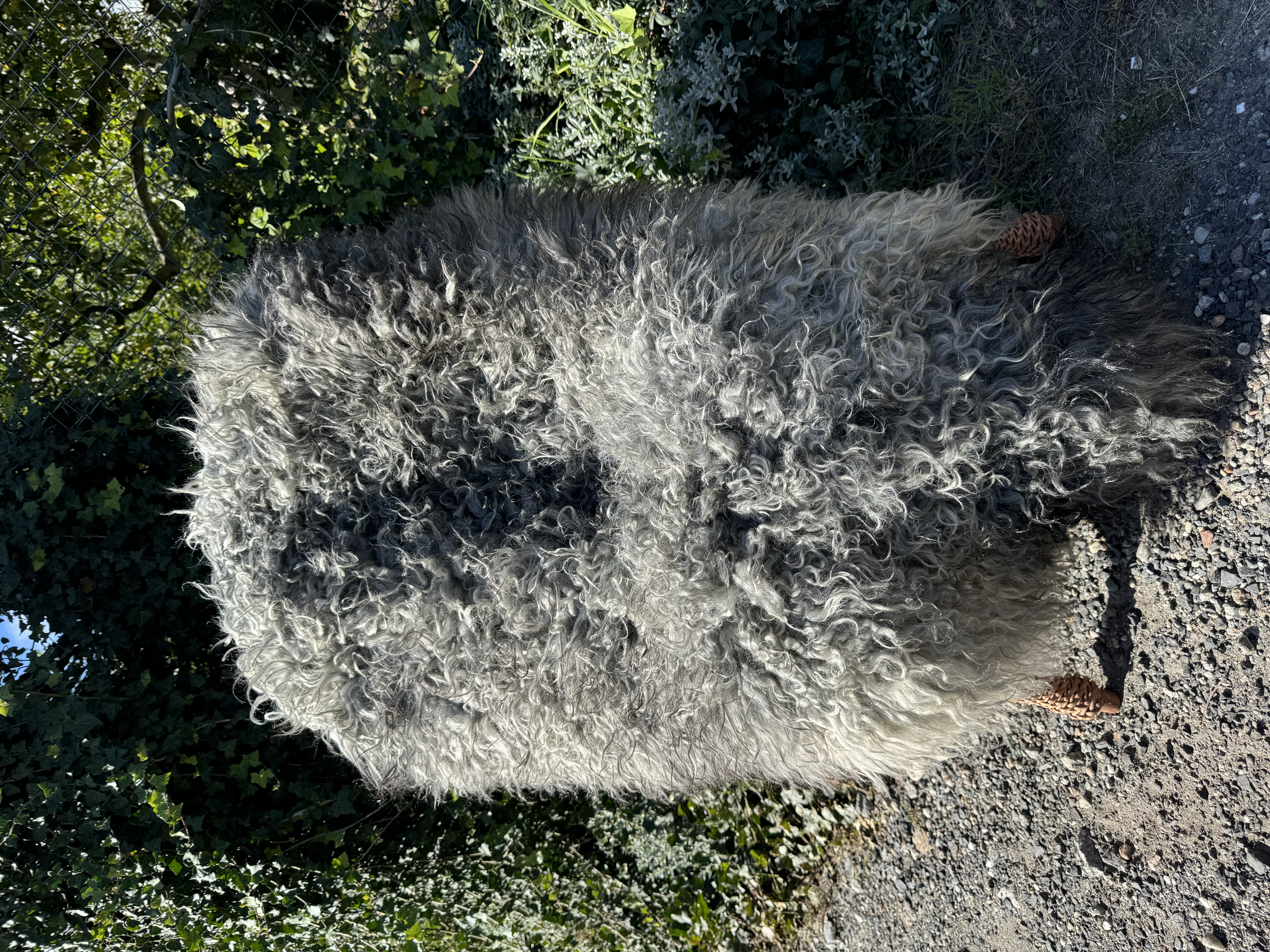 Peaux de mouton - Gotland - skra-owcza-gotland-sheepskin-schapenvacht-peau-de-mouton-frskinn-ovia-koa-ov-ke-gotlandsk1