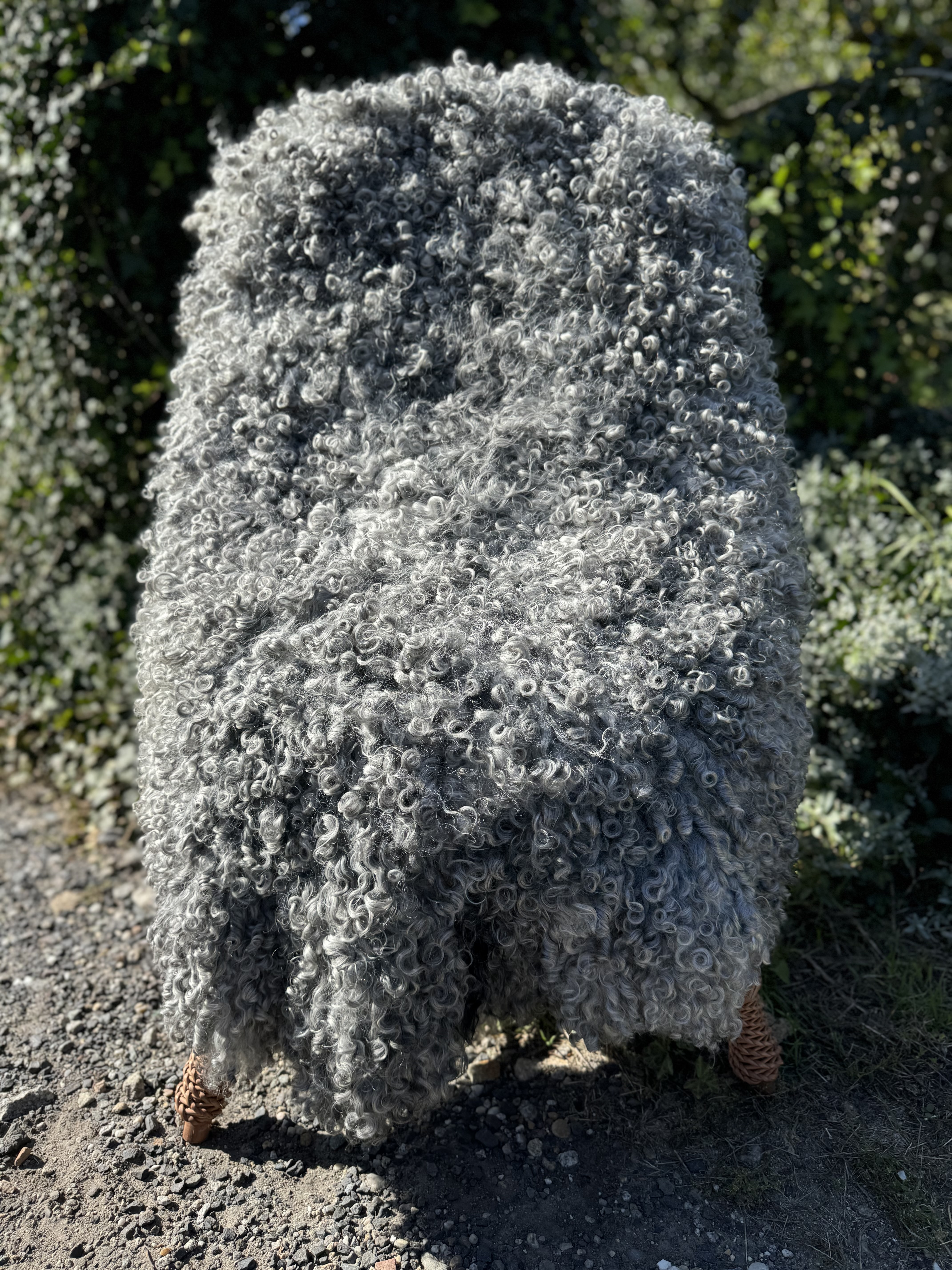 Peaux de mouton - Gotland - skra-owcza-gotland-sheepskin-schapenvacht-peau-de-mouton-frskinn-ovia-koa-ov-ke-gotlandsk2