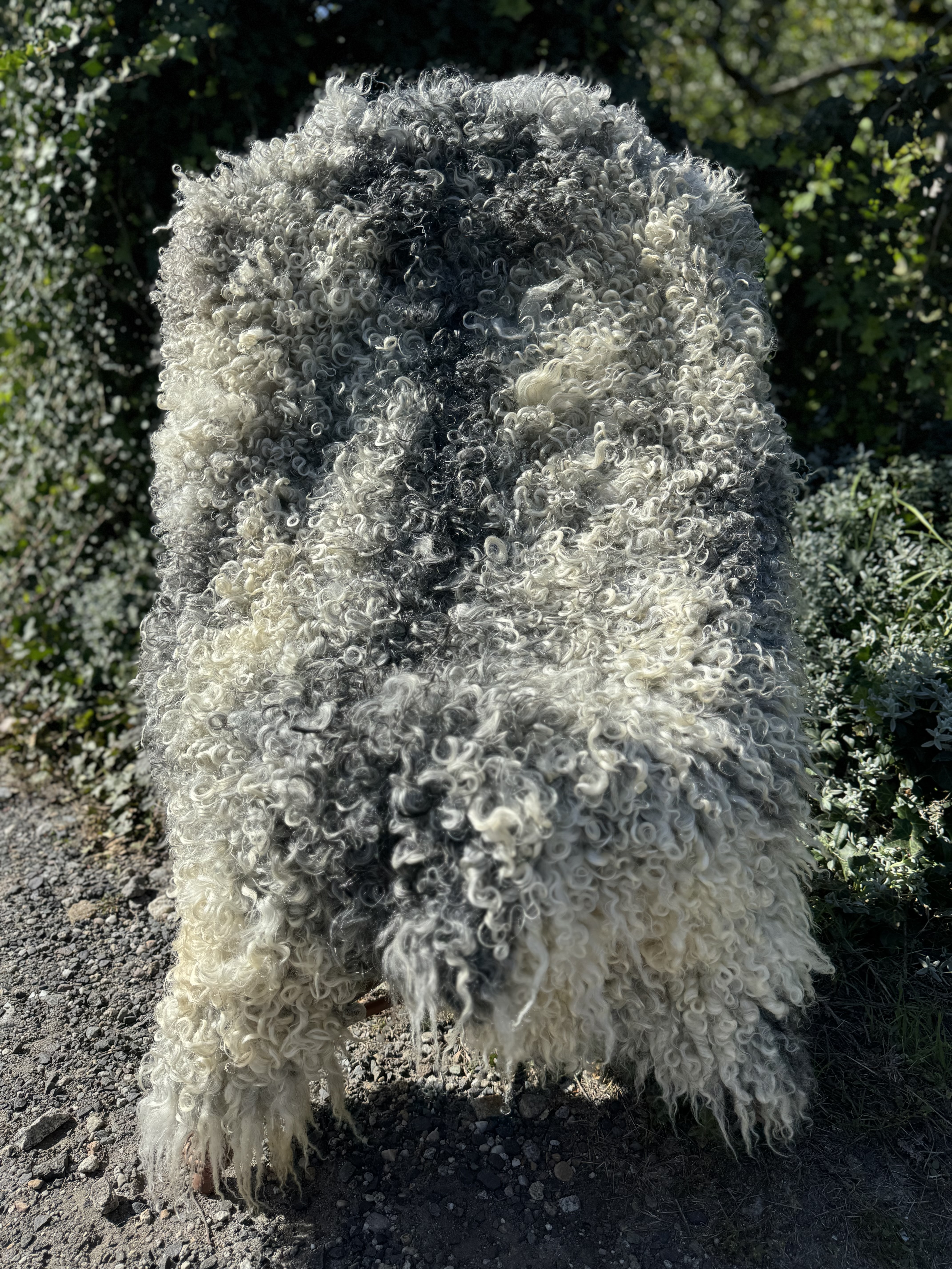 Peaux de mouton - Gotland - skra-owcza-gotland-sheepskin-schapenvacht-peau-de-mouton-frskinn-ovia-koa-ov-ke-gotlandsk