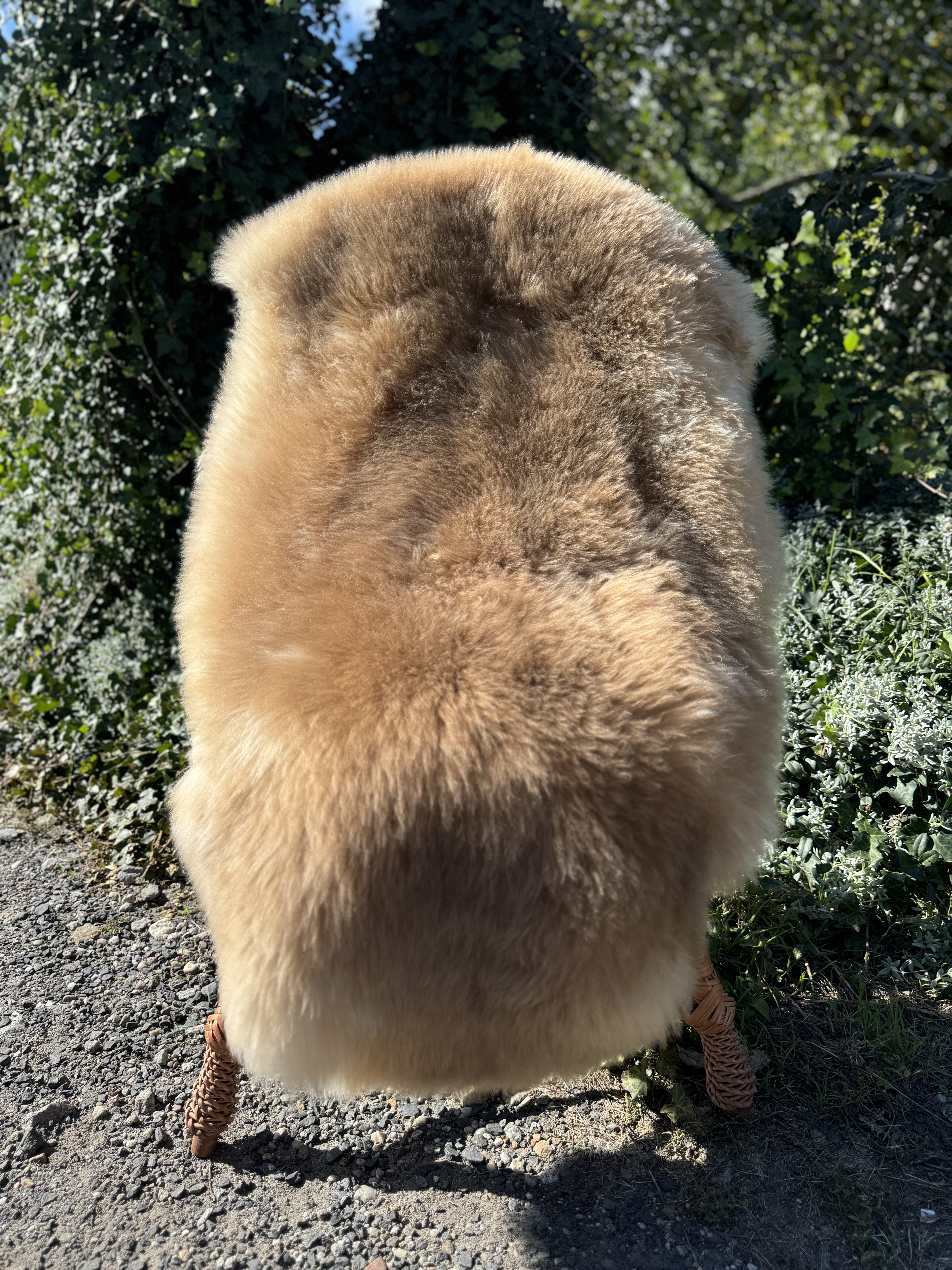 Peaux de mouton - Meliert Toffee - Mouton renard de Cobourg - skry-owcze-meliert-toffi-meliert-toffee-sheepskins-schaffelle-gemleerde-toffee-schapenvachten-peaux-de-mouton-mlanges-melrovan-toffee-ovie-koe