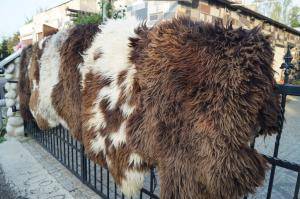 Peaux de mouton - Peaux hollandaises - stunning-holland-sheepskin-texel