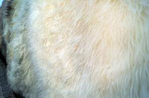 Peaux de mouton - Melerade - unique-melerade-sheepskin