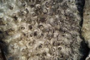 Peaux de mouton - Gotland - white-black-curly-beauty-sheepskin