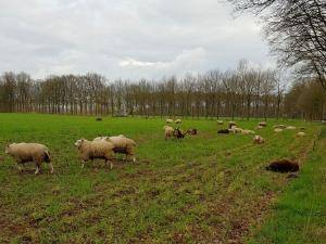 Peaux de mouton - Peaux hollandaises - wool-holland-sheepskin-texel