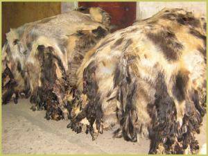 Peaux de mouton - Peaux de sanglier - charming-boar-skins-adam-leather