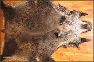 Peaux de mouton - Peaux de sanglier - decorative-boar-skins-adam-leather