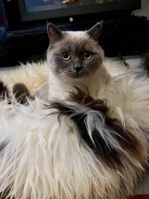 Peaux de mouton - Lits et panier pour chat - legowiskojasne