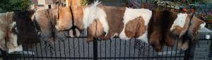 Peaux de mouton - Peaux de chèvre - pleasing-goat-skins-adam-leather