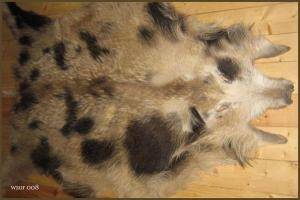 Peaux de mouton - Peaux de sanglier - pretty-boar-skins-adam-leather