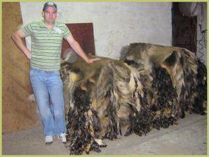 Peaux de mouton - Peaux de sanglier - stunning-boar-skins-adam-leather