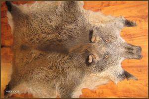 Peaux de mouton - Peaux de sanglier - unique-boar-skins-adam-leather