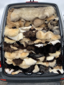 Peaux de mouton - Voyage d'affaires - 1000 belles peaux de mouton hollandaises TEXEL