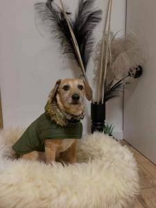 Peaux de mouton - Les lits pour animaux de compagnie avec de beaux poils brillants pour votre animal de compagnie sont fabriqués en peau de mouton 100 % naturelle. 