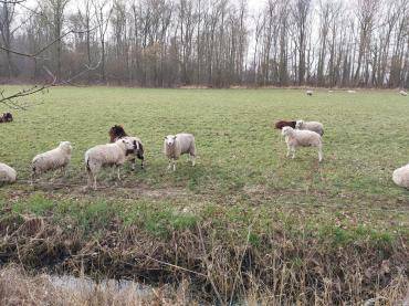Peaux de mouton - La sieste bat son plein! 