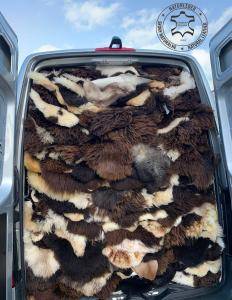 Peaux de mouton - Un autre voyage d'affaires réussi chez le client