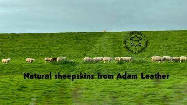 Peaux de mouton - Voyage d'affaires à Amsterdam - Adam - Cuir