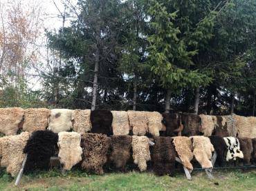 Peaux de mouton - Séchage naturel des peaux de mouton pendant un bel automne doré