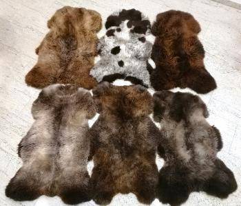 Peaux de mouton - Nos nouvelles peaux de mouton hollandaises de différentes couleurs