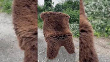 Peaux de mouton - Plongez dans la douce étreinte de la peau de mouton hollandaise de la nature !