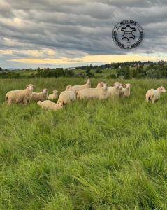 Peaux de mouton - Peaux de mouton Adam Cuir